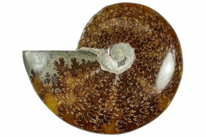 Polished Cretaceous Ammonite (Cleoniceras) Fossil - Madagascar #312180